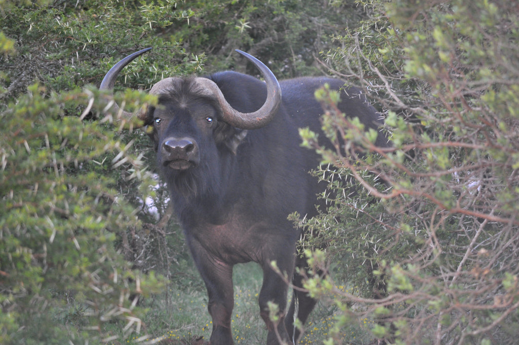 Buffalo Bull