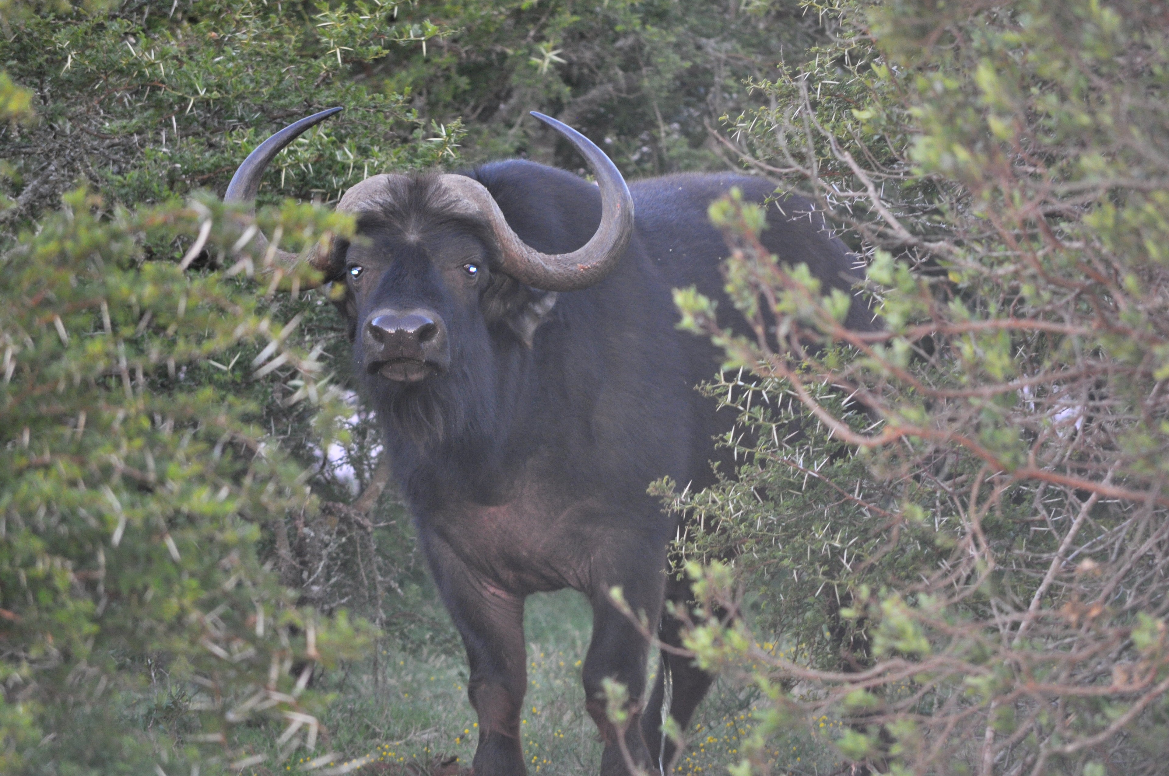 Buffalo Bull
