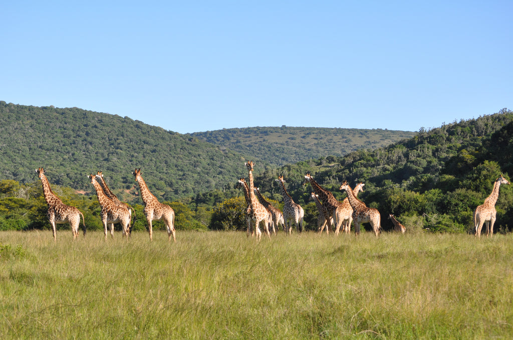 Giraffe