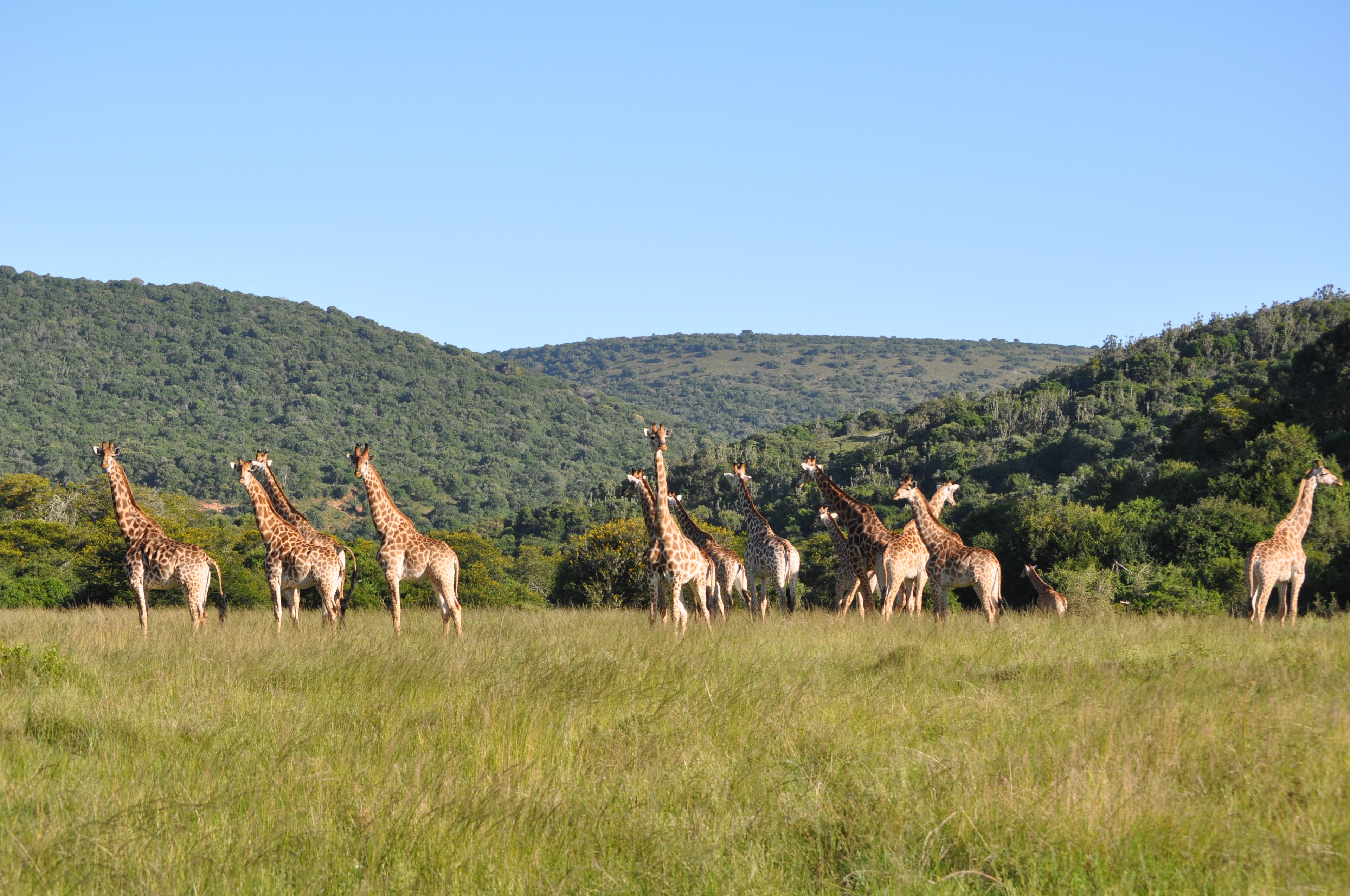 Giraffe