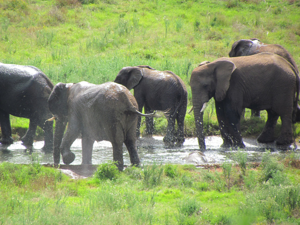 Elephants