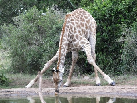 Giraffe