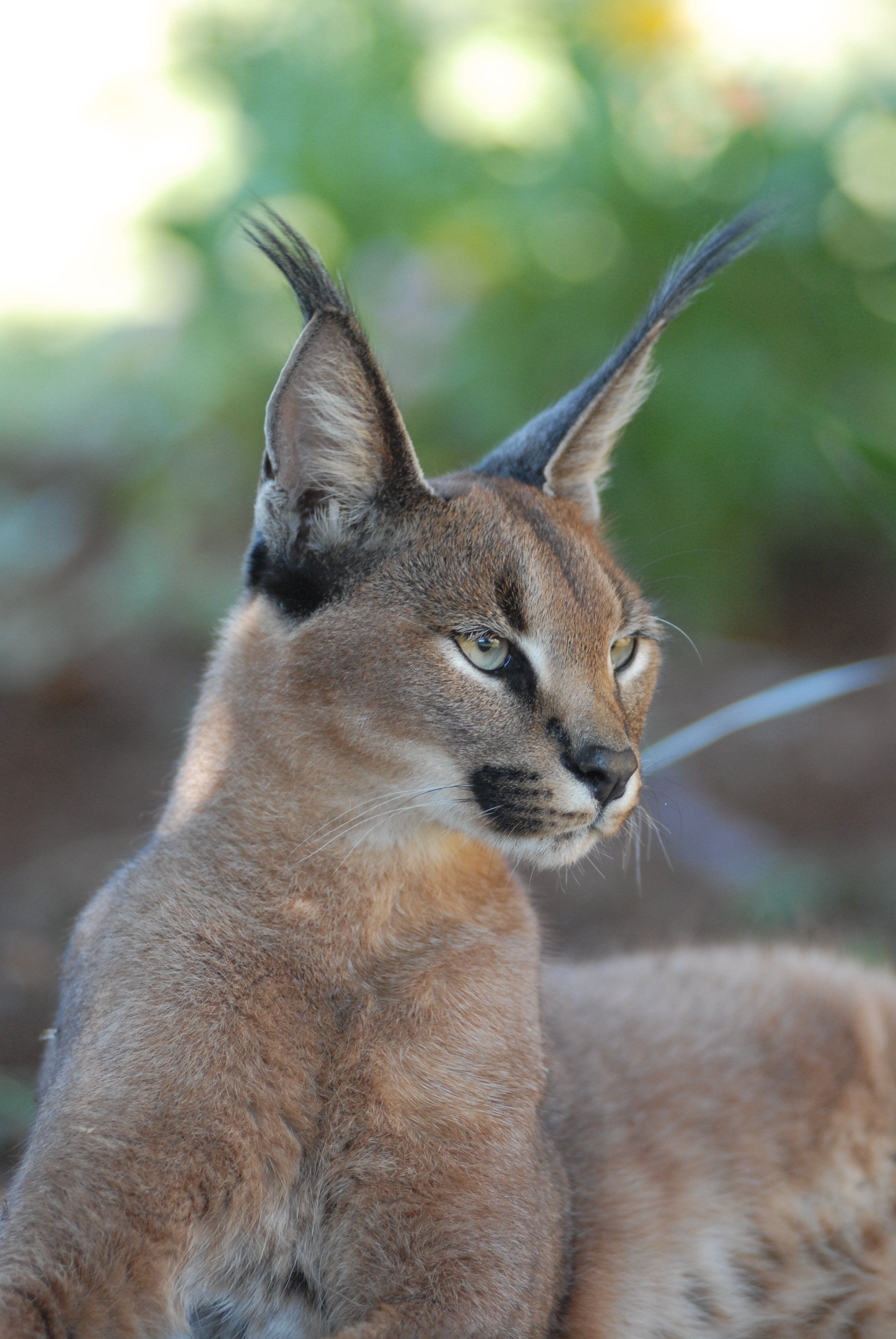 Serval