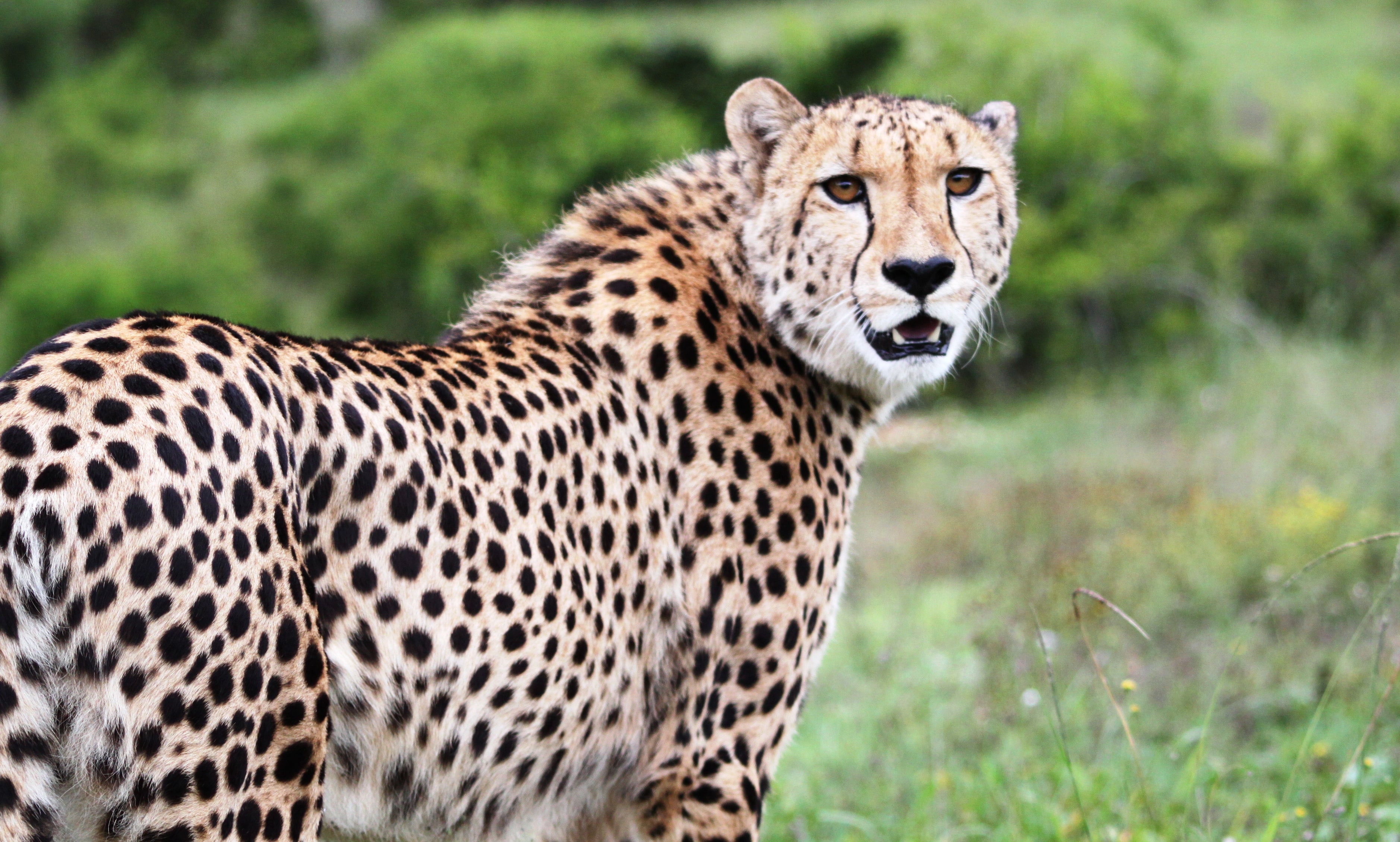 MALE CHEETAH