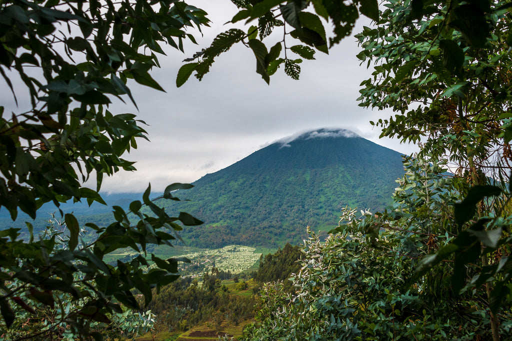 Wilderness Bisate