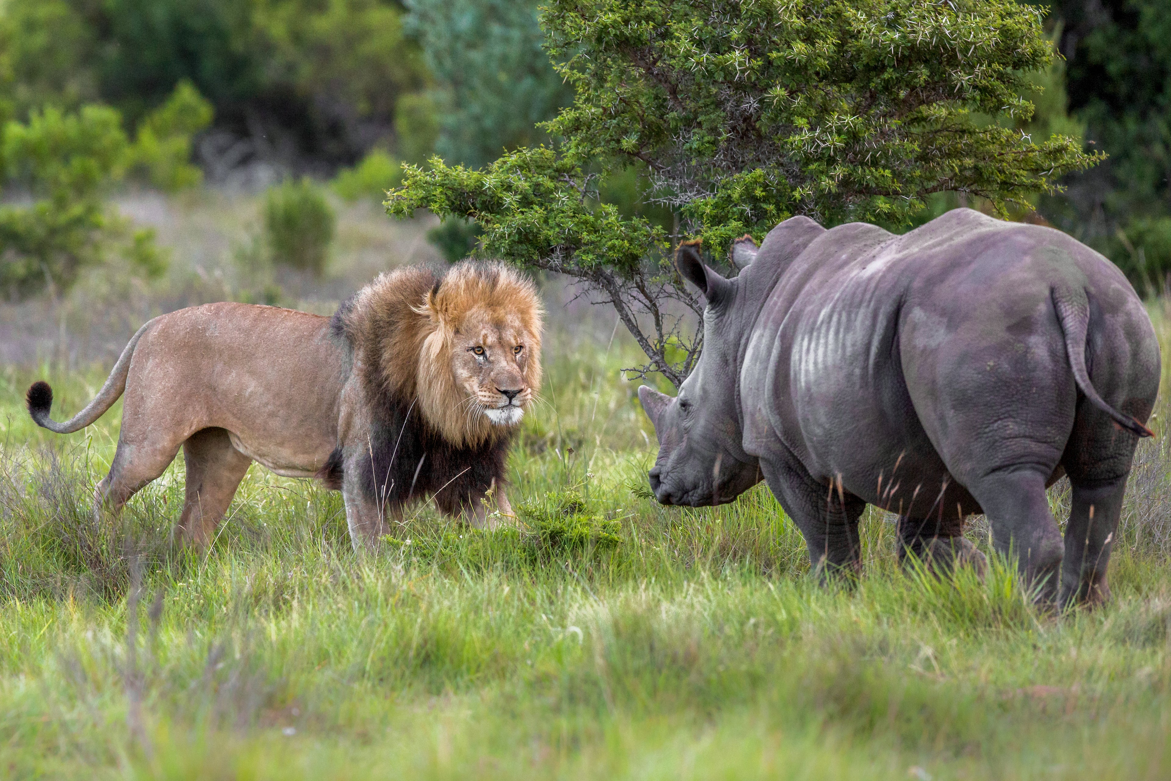 Game Activities & Wildlife