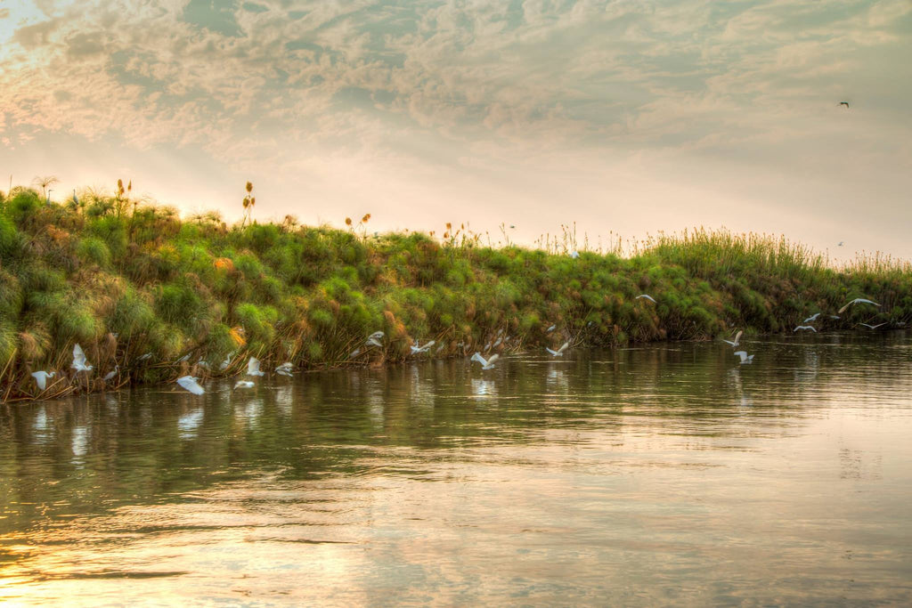 The birds of the Okavango