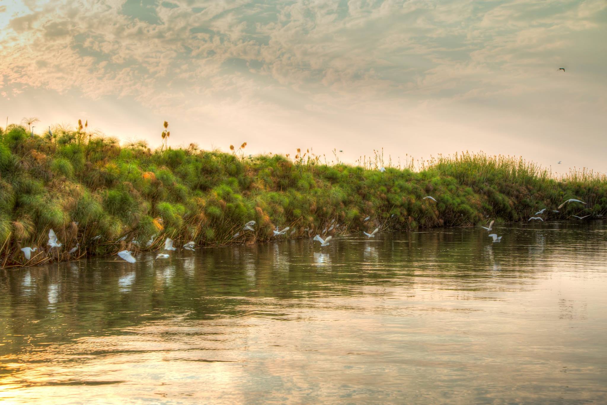 The birds of the Okavango