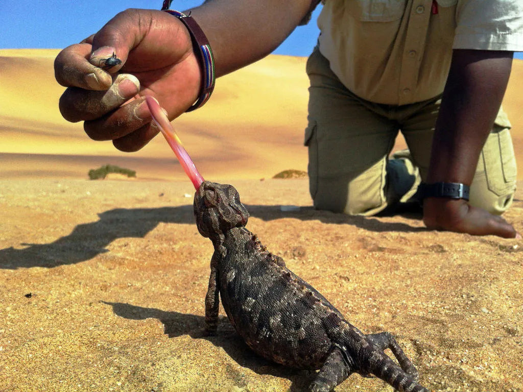 Namaqua chameleon at Charly's Desert Tours Living Dunes Experience, Swakopmund, Namibia.