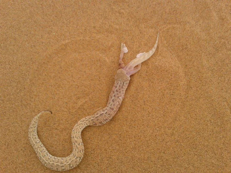Charly's Desert Tours Living Dunes Experience