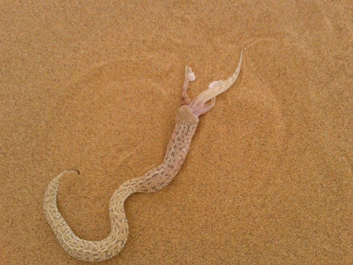 Side-winding adder with breakfast at Charly's Desert Tours Living Dunes Experience, Swakopmund, Namibia.