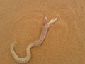 Side-winding adder with breakfast at Charly's Desert Tours Living Dunes Experience, Swakopmund, Namibia.
