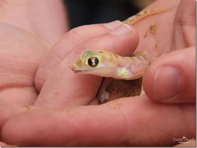 Palmato Gecko at Charly's Desert Tours Living Dunes Experience, Swakopmund, Namibia.