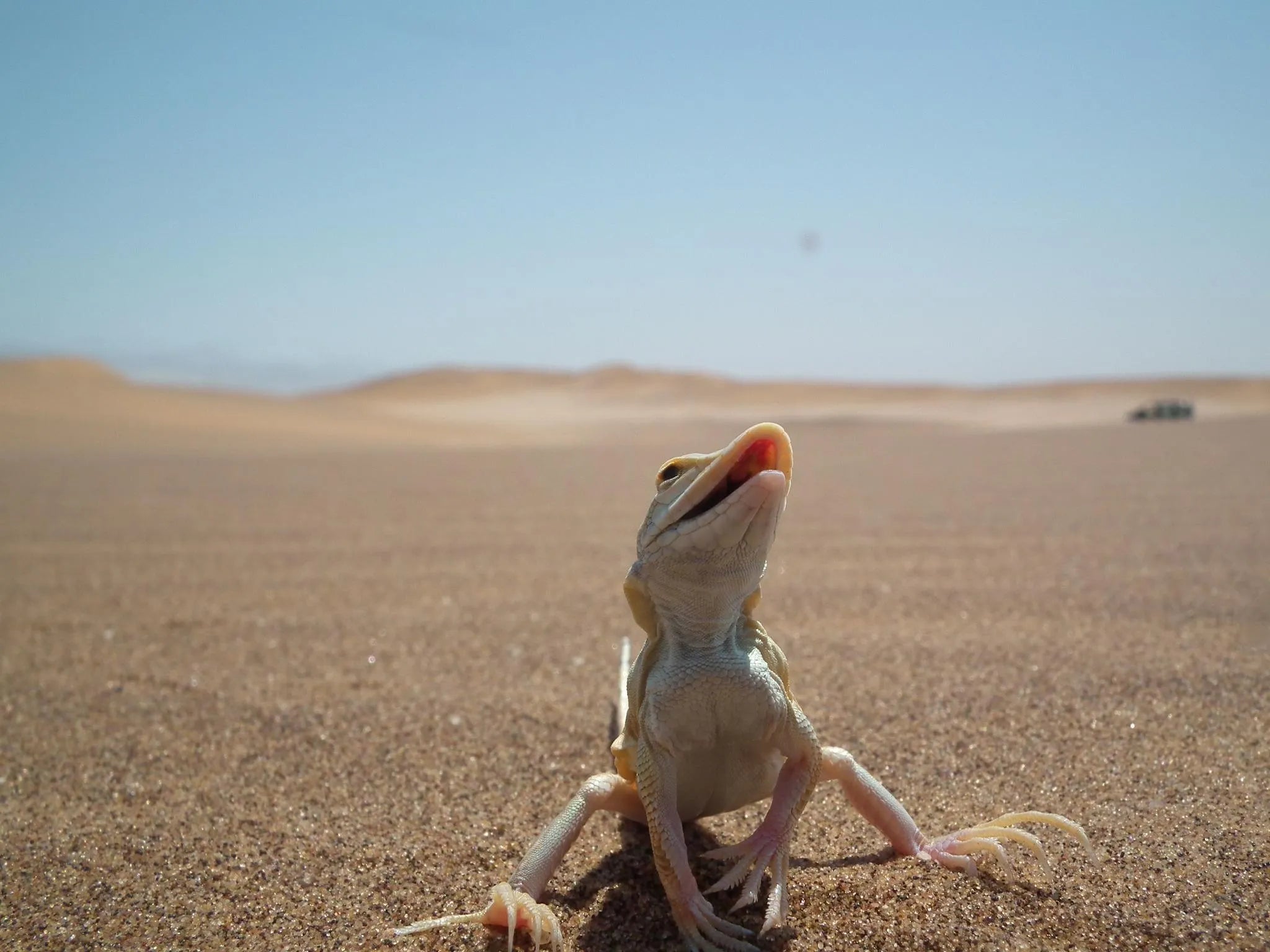 Sand-diving lizard at Charly's Desert Tours Living Dunes Experience, Swakopmund, Namibia.