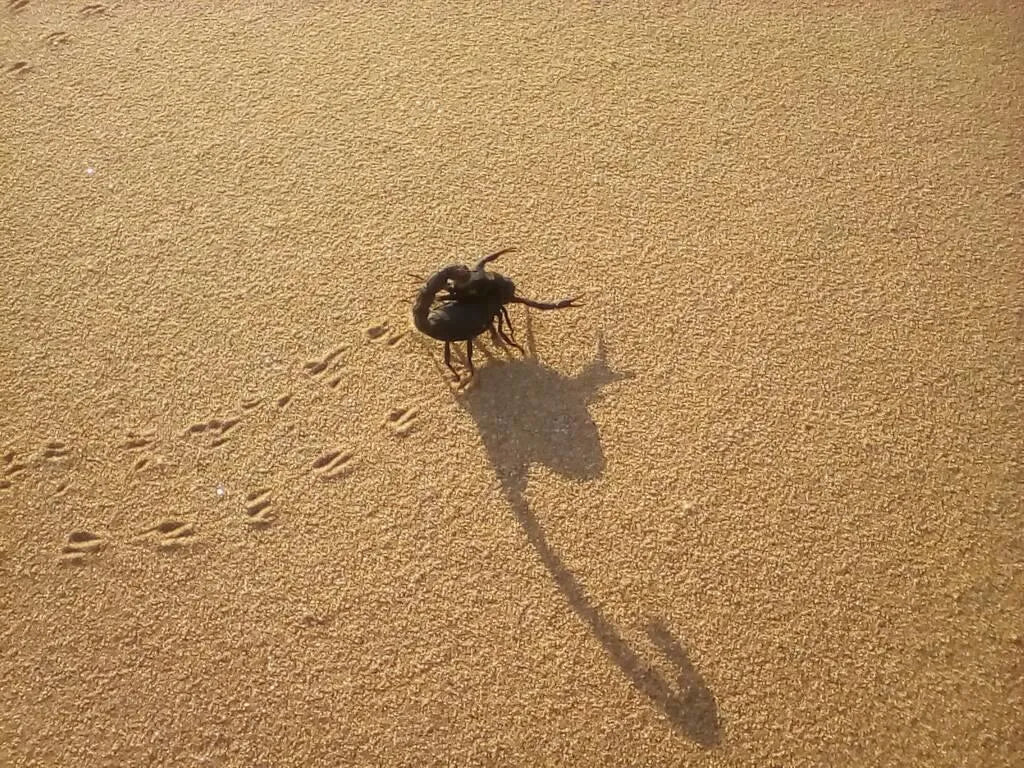 Scorpion at Charly's Desert Tours Living Dunes Experience, Swakopmund, Namibia.