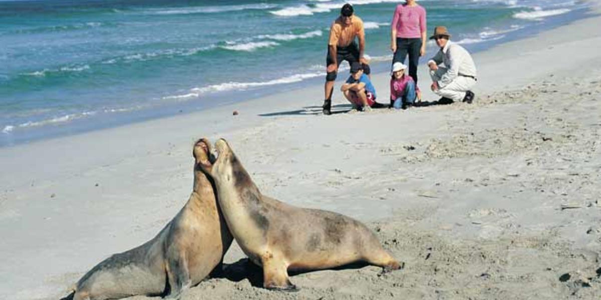 One Day Kangaroo Island Experience