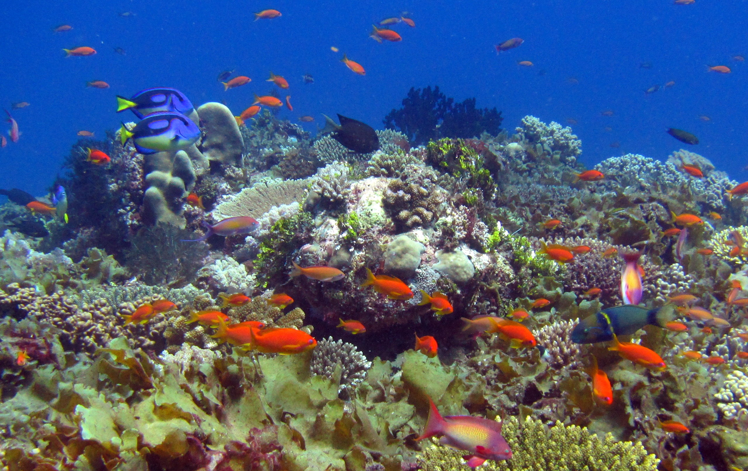 Diving