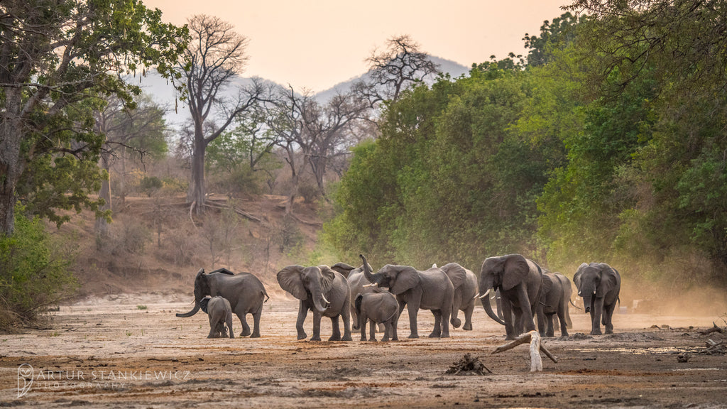 Elephant dust bath