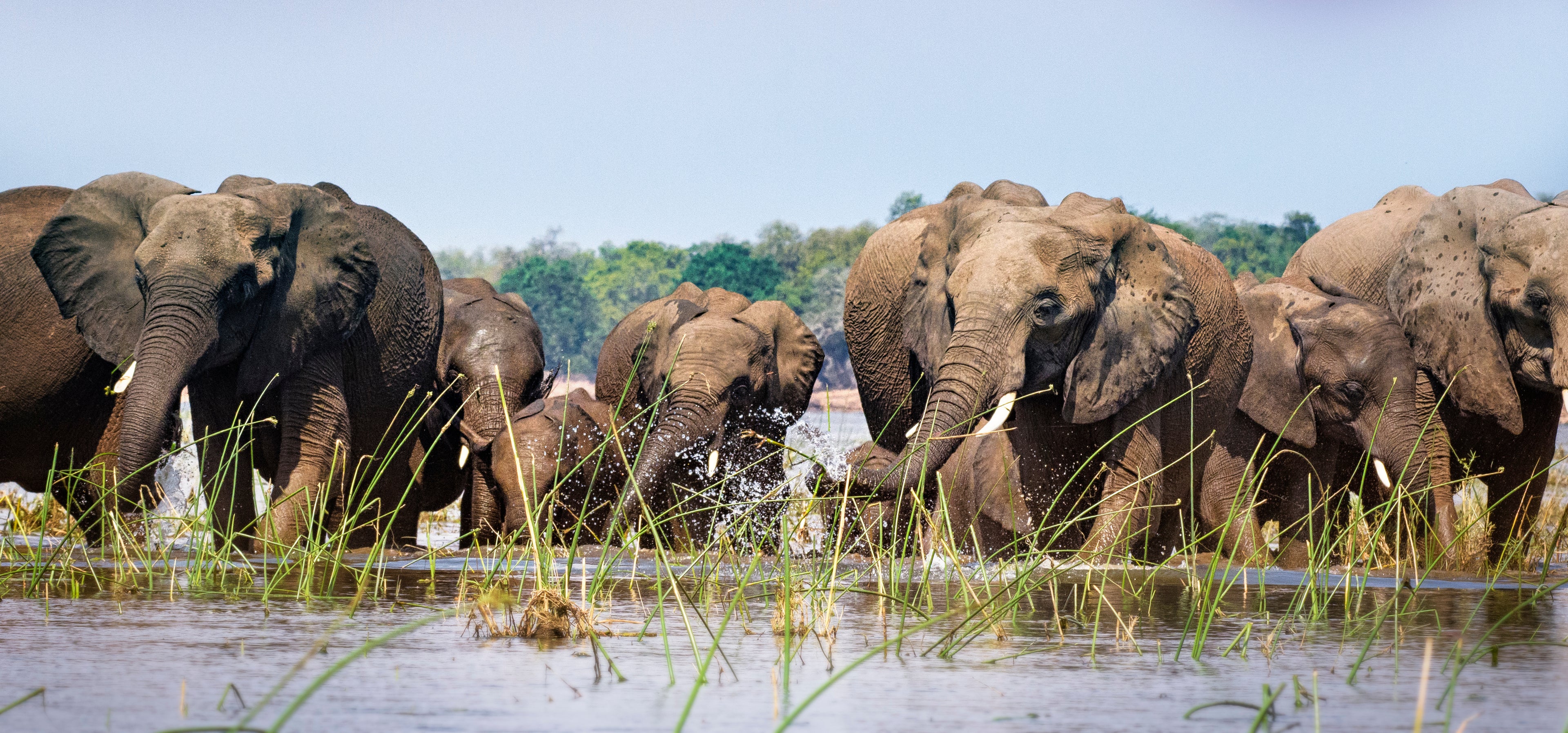 Elephants in the Zambezi River