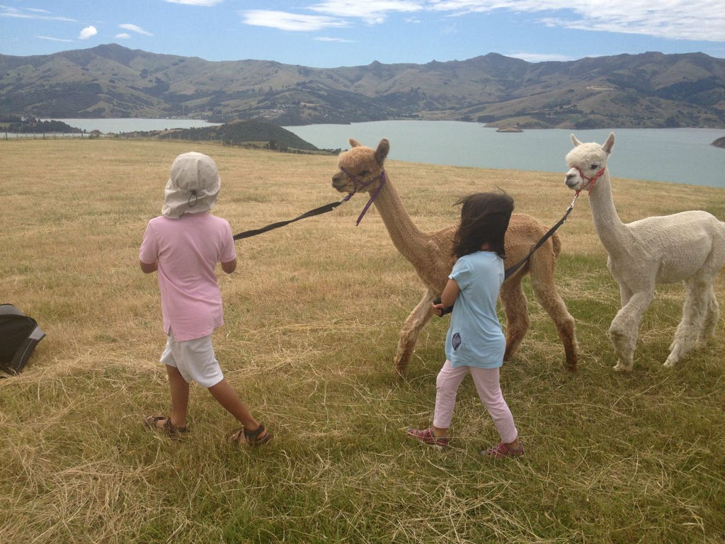 Shamara Alpacas