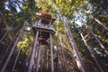 Ziptrek Ecotours