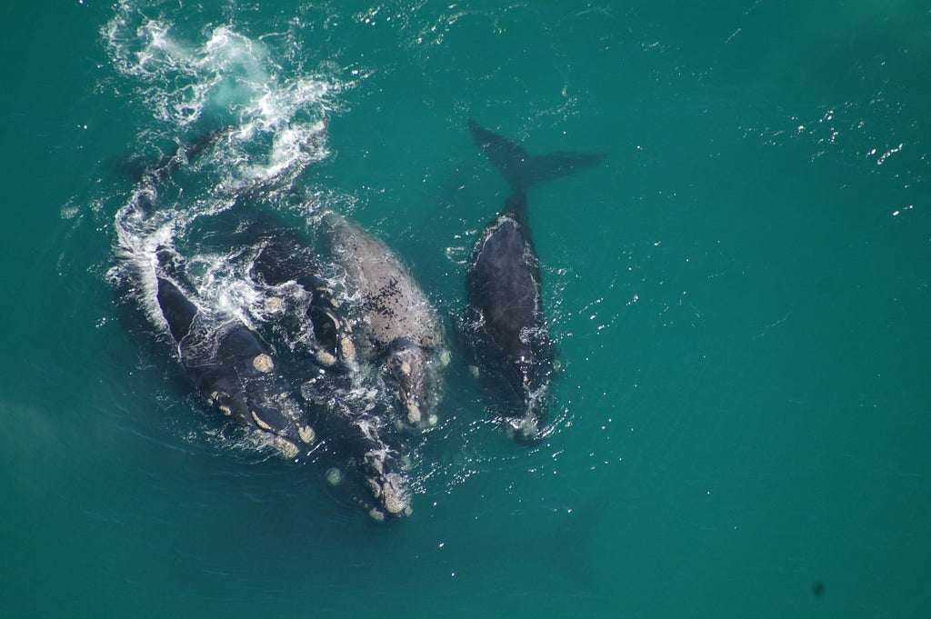 WHALE WATCHING AT ITS BEST