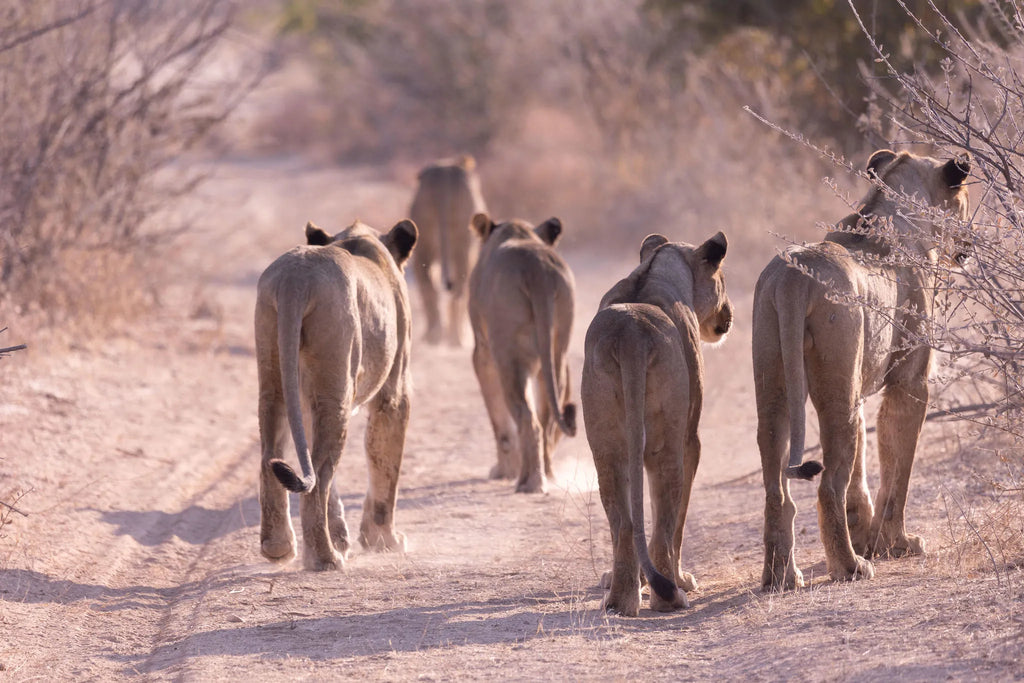 ORC Visitor Centre Display at Horizon by Ongava, Ongava Private Game Reserve, Namibia.