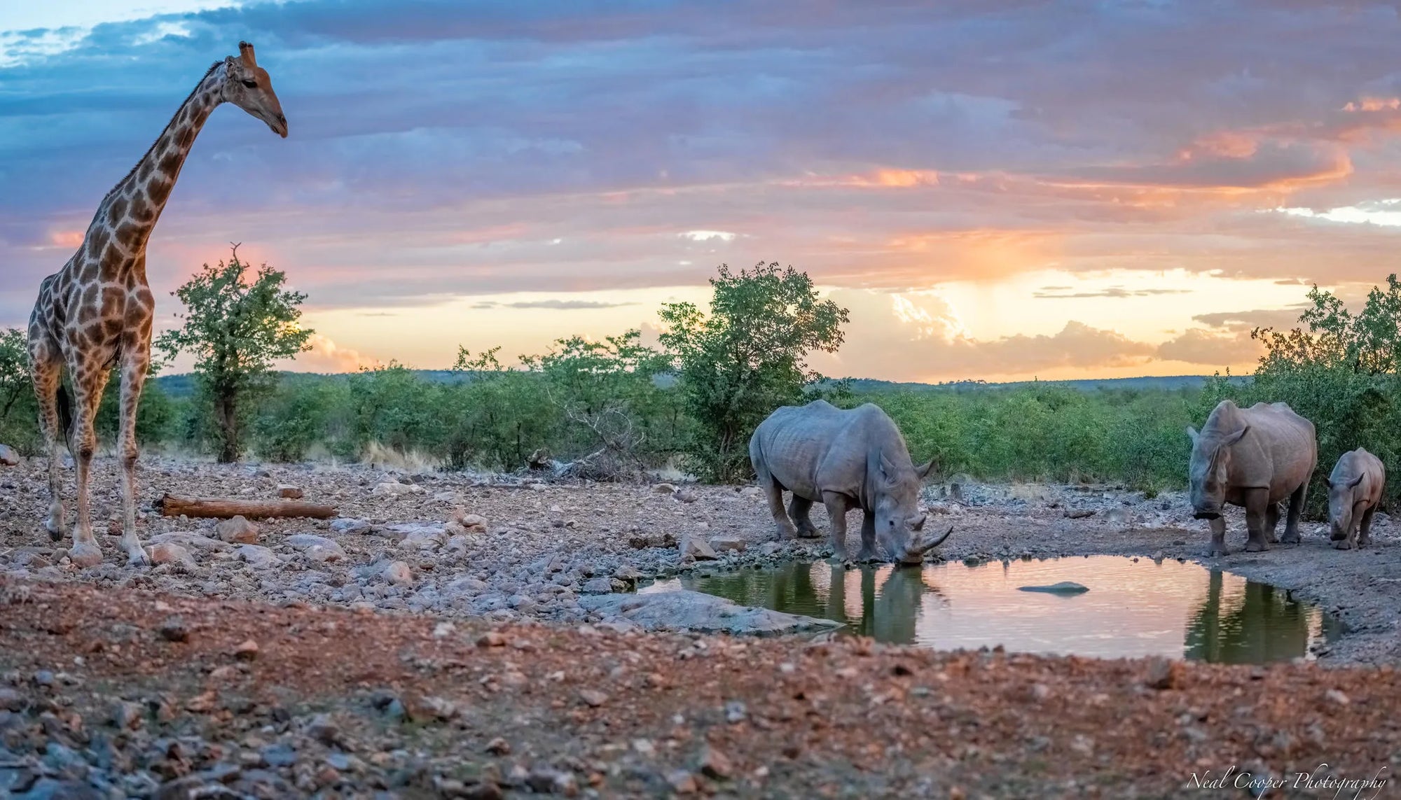 Ongava Game Reserve at Horizon by Ongava, Ongava Private Game Reserve, Namibia.