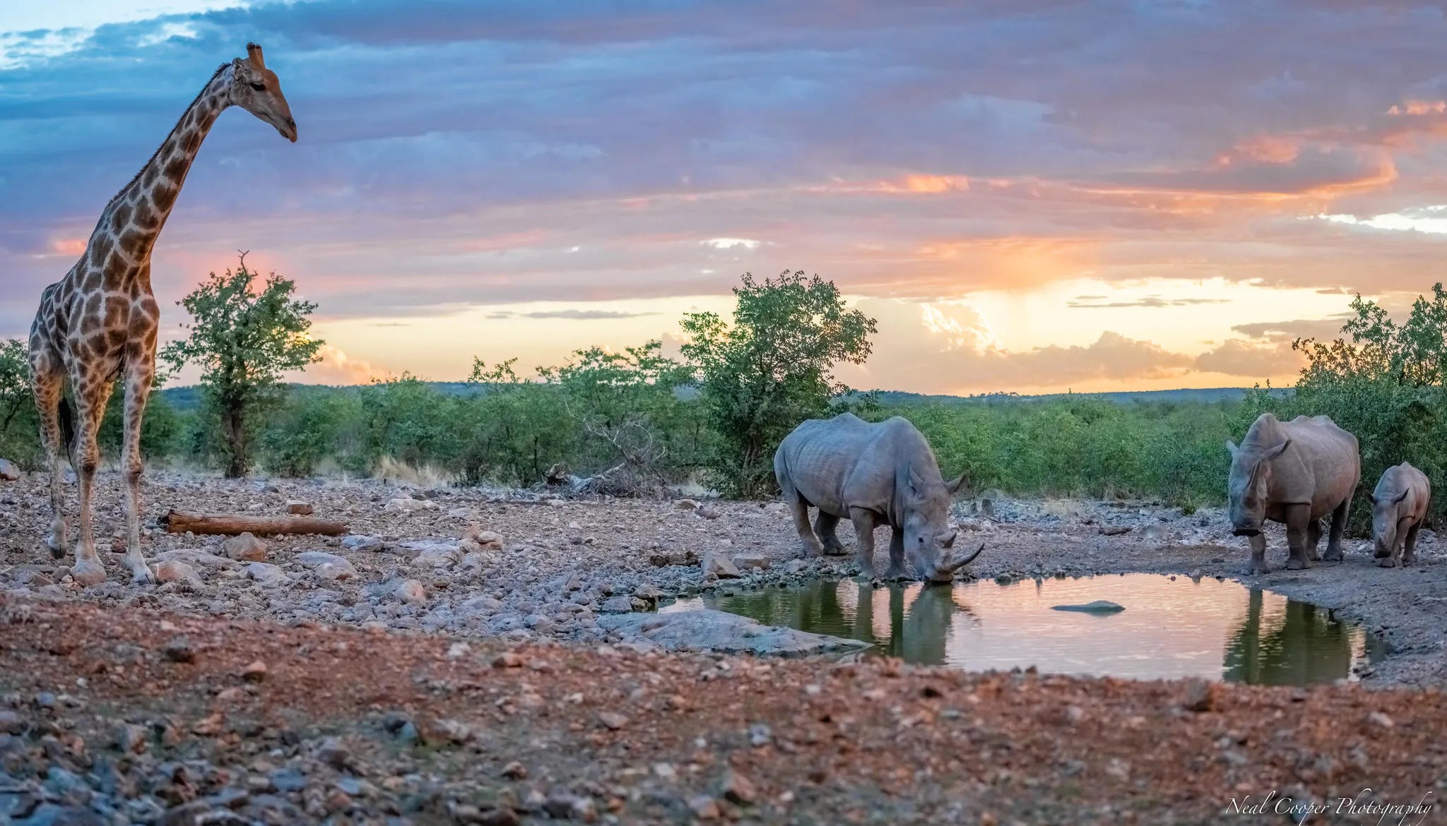 Ongava Game Reserve at Horizon by Ongava, Ongava Private Game Reserve, Namibia.