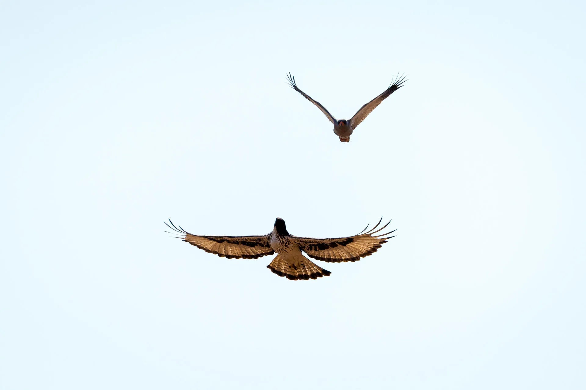 Wilderness Desert Rhino Camp – Birding