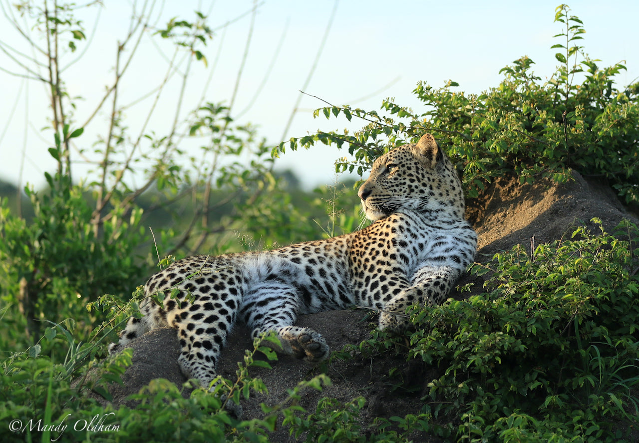 Close Up Game Viewing at Jaci's Sabi House