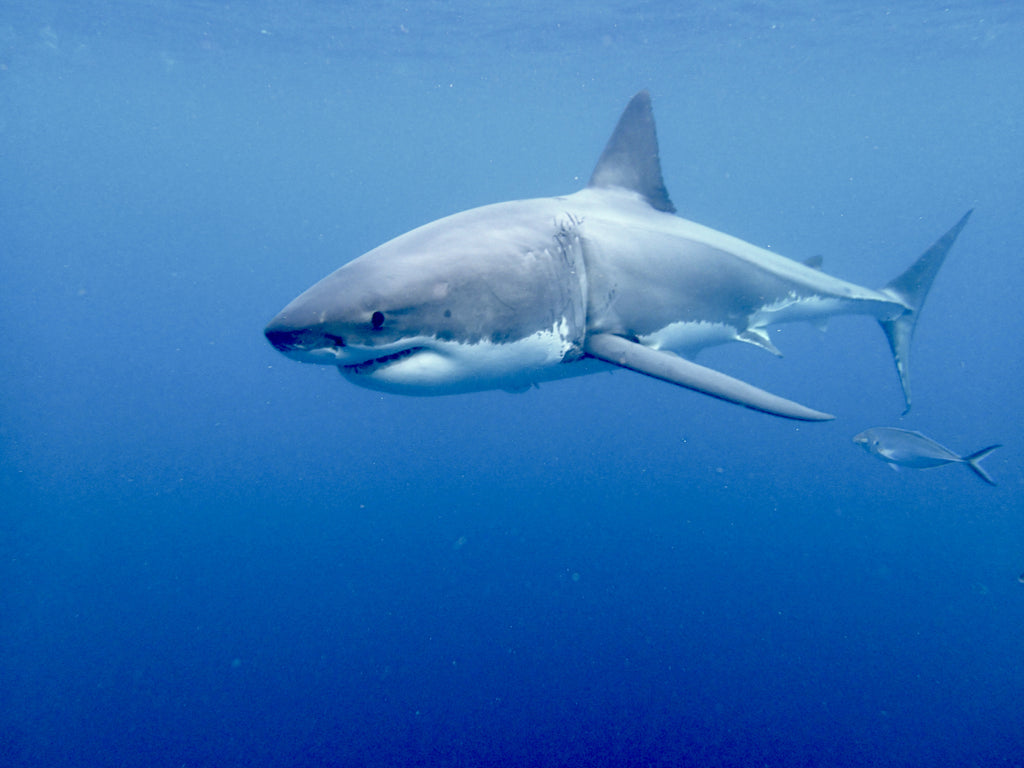 Adventure Bay Charters Shark Cage Diving with Great White Sharks