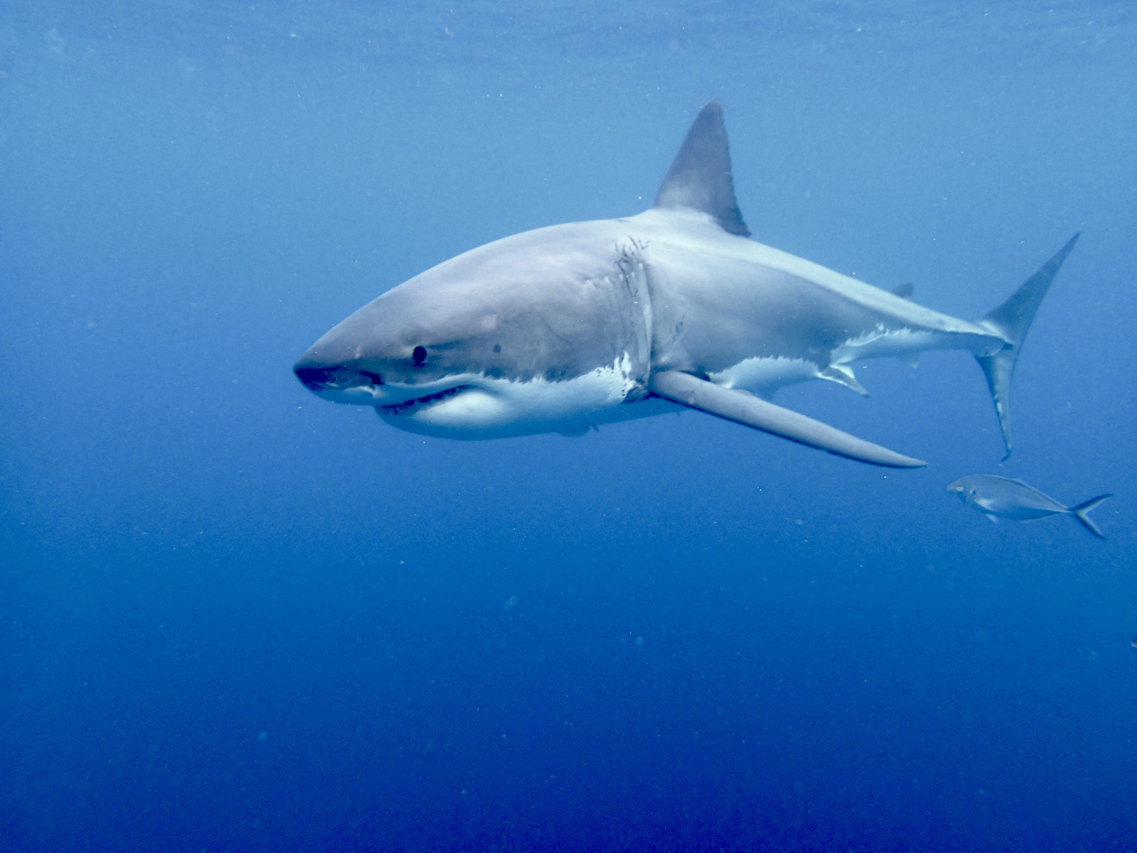 Adventure Bay Charters Shark Cage Diving with Great White Sharks