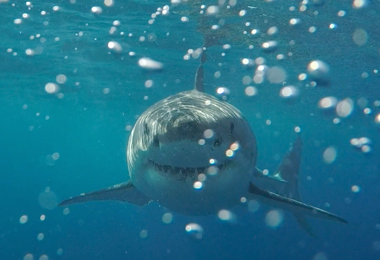 Adventure Bay Charters Shark Cage Diving with Great White Sharks