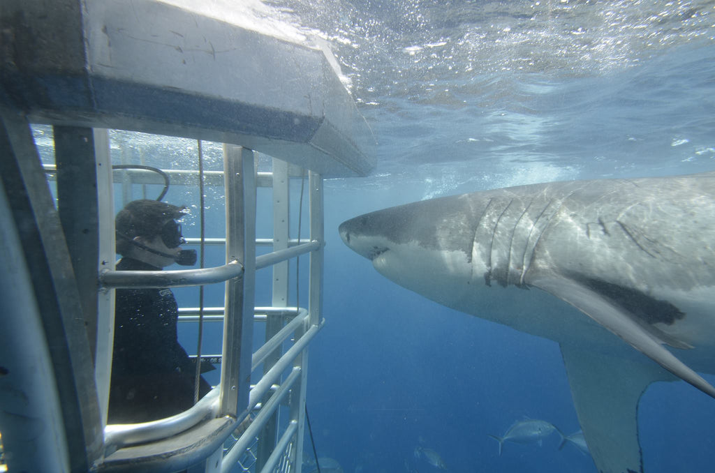 Adventure Bay Charters Shark Cage Diving with Great White Sharks