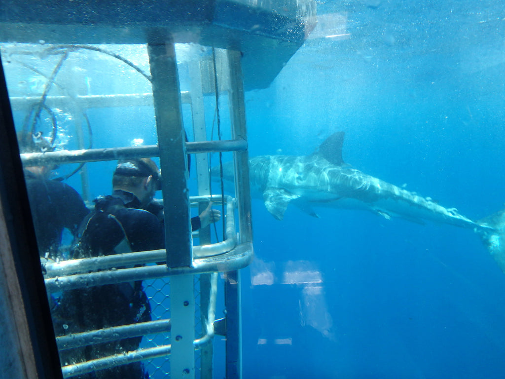 Adventure Bay Charters Shark Cage Diving with Great White Sharks