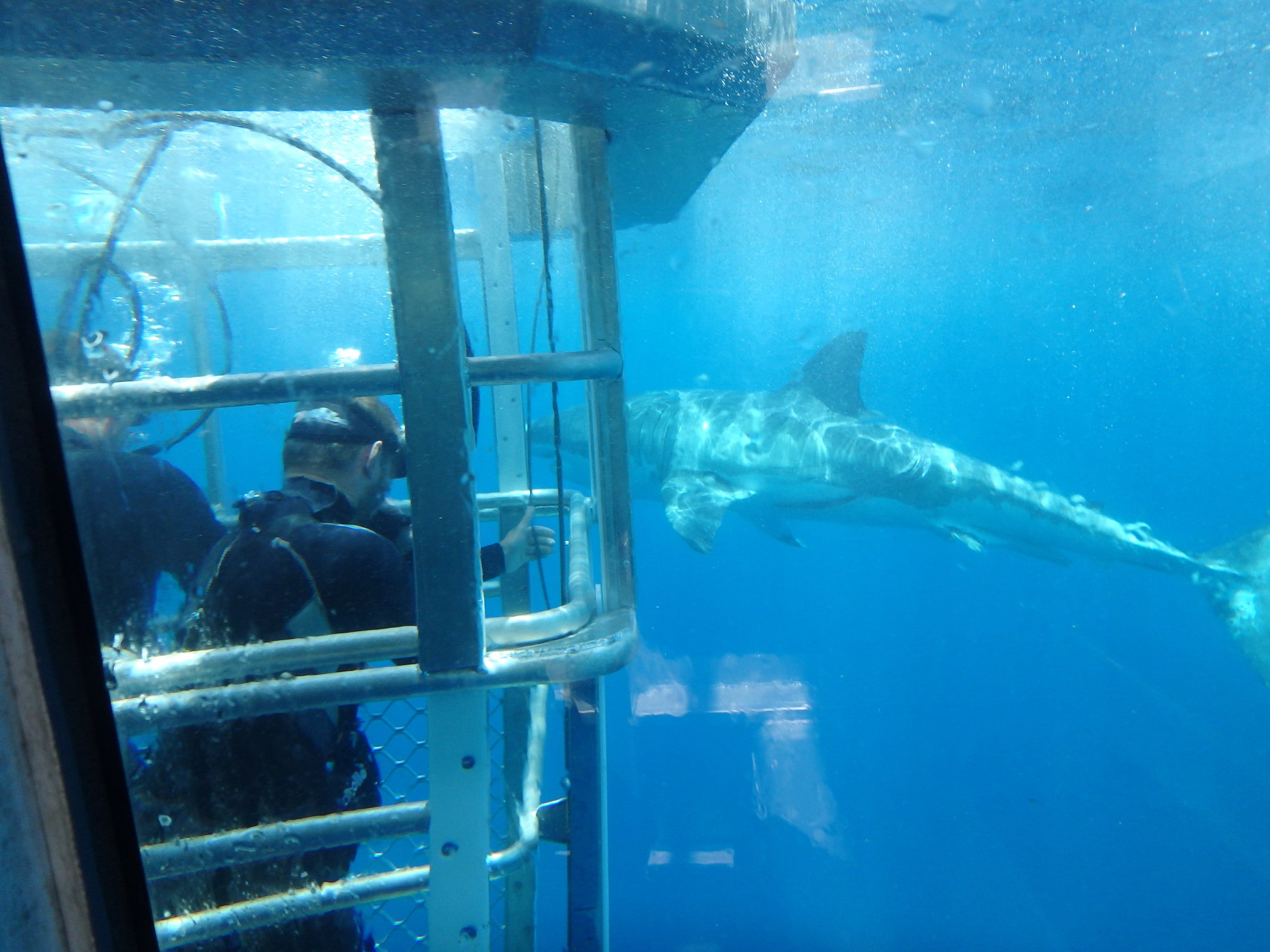 Adventure Bay Charters Shark Cage Diving with Great White Sharks