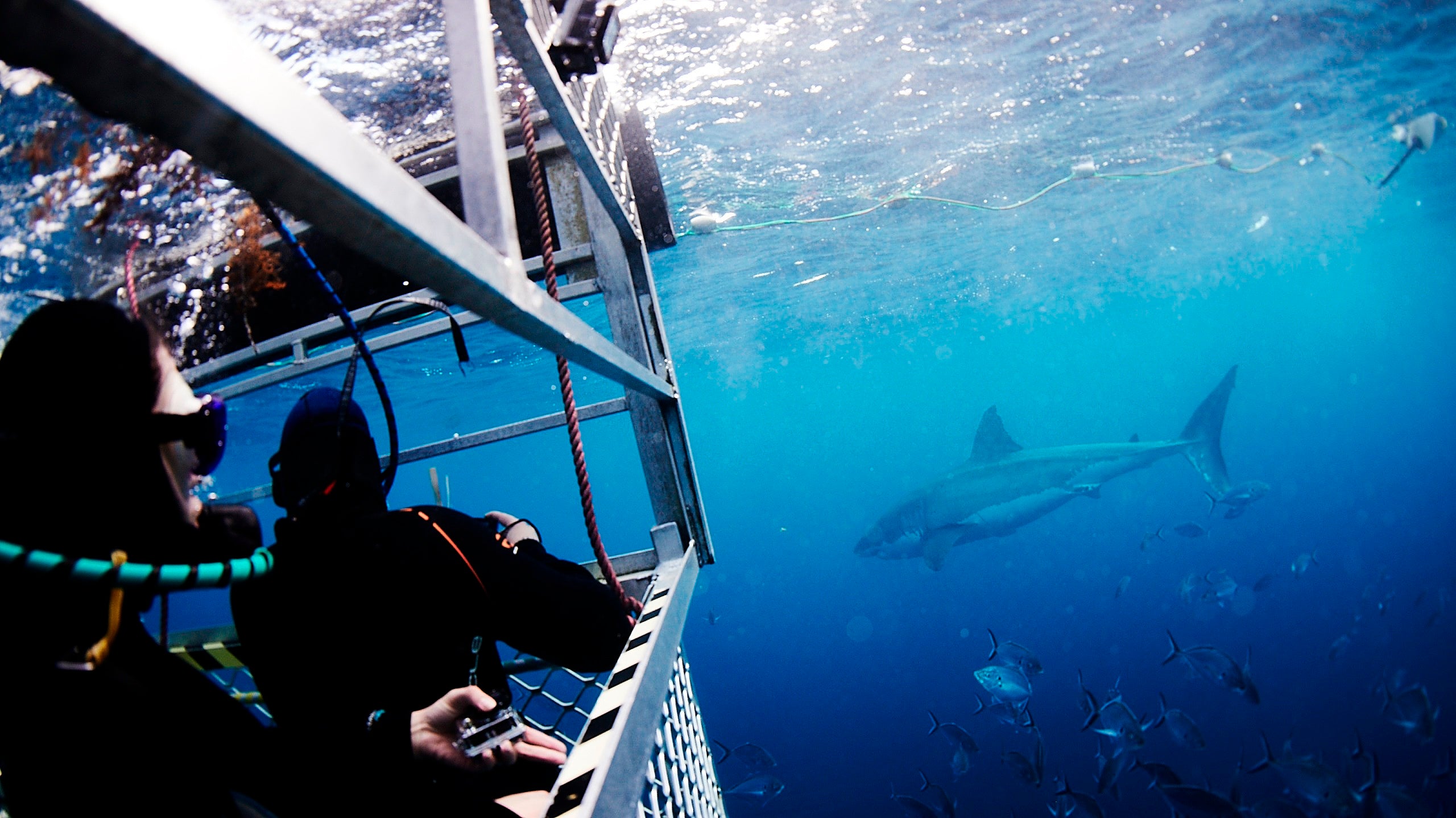 Adventure Bay Charters Shark Cage Diving with Great White Sharks