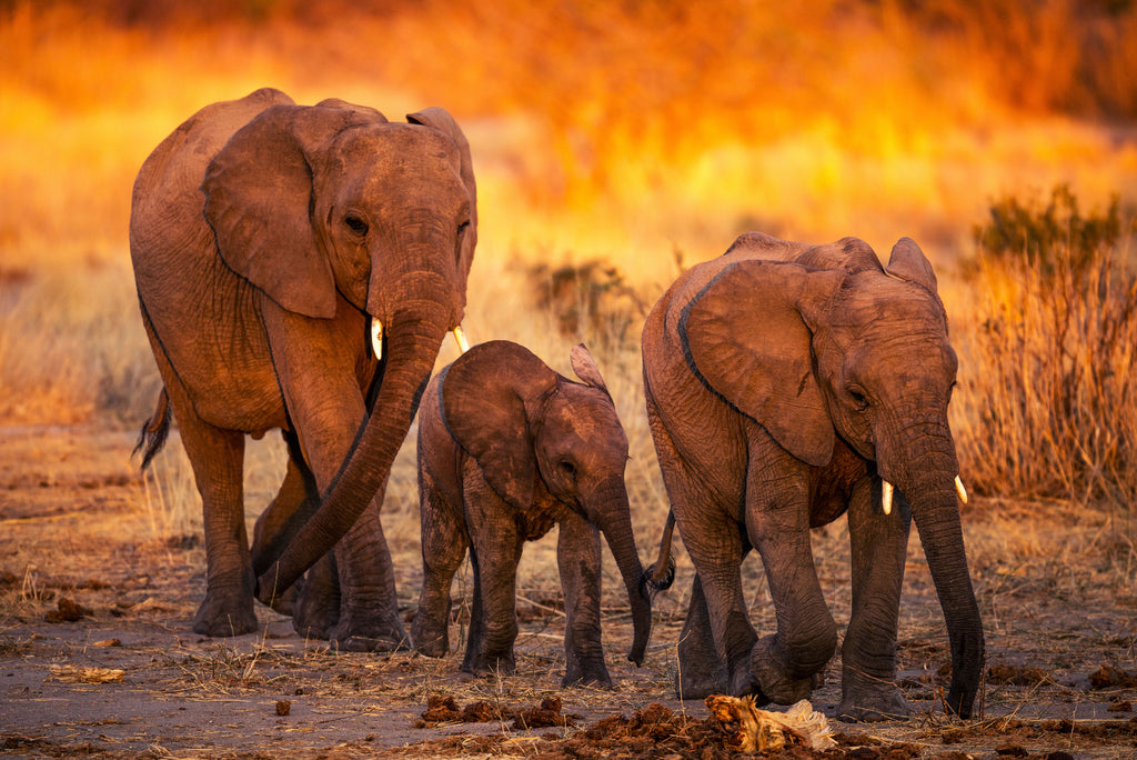 Jabali Ridge - Elephants