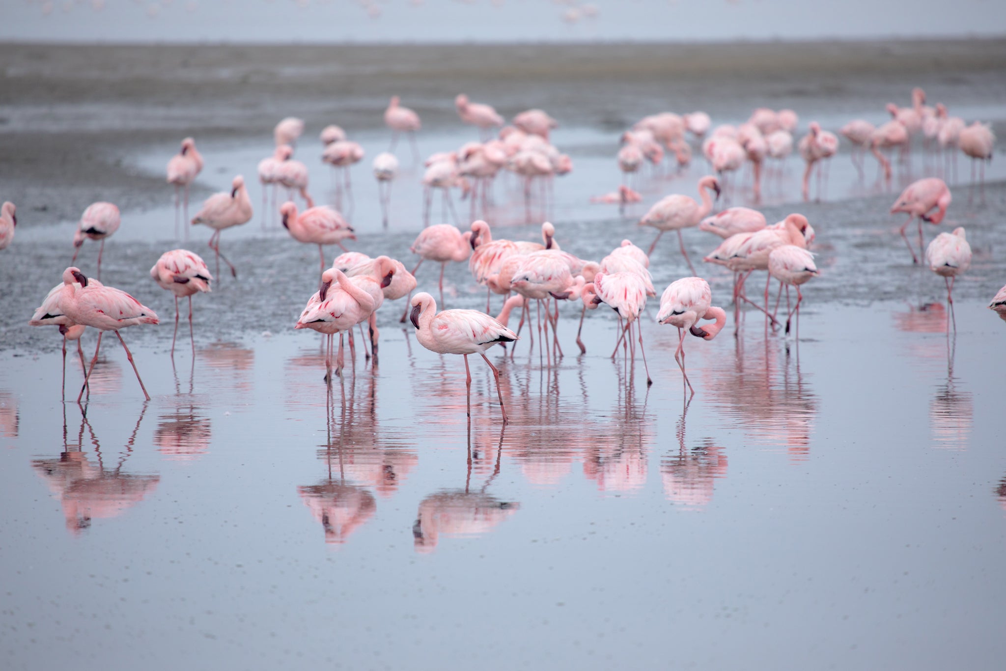 Flamingo Villas Boutique Hotel
