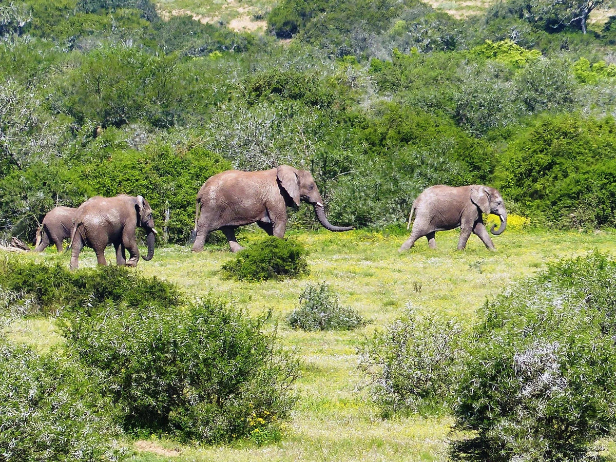 Founders Lodge by Mantis at Founders Lodge by Mantis, Amakhala Game Reserve, South Africa.