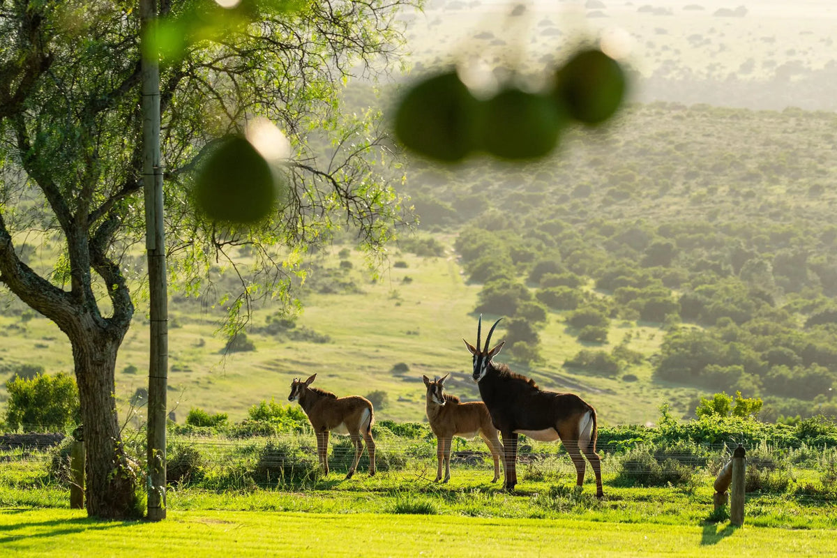 Mantis Founders Lodge at Founders Lodge by Mantis, Amakhala Game Reserve, South Africa.