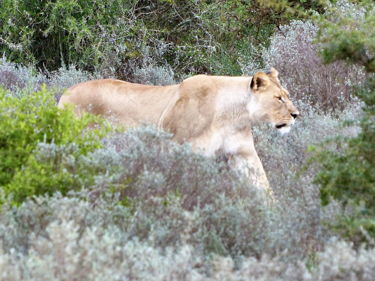 Founders Lodge by Mantis at Founders Lodge by Mantis, Amakhala Game Reserve, South Africa.