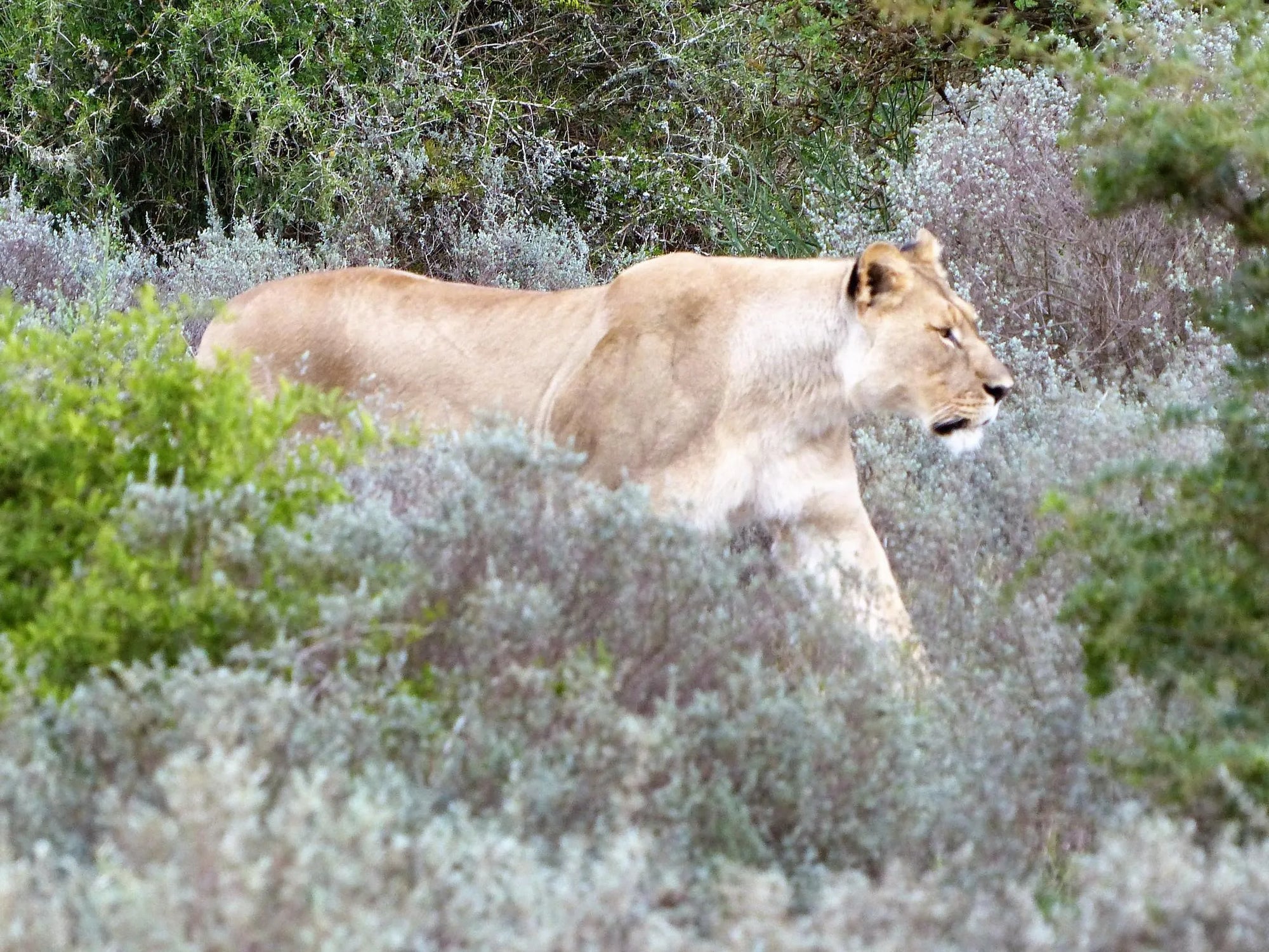Founders Lodge by Mantis at Founders Lodge by Mantis, Amakhala Game Reserve, South Africa.