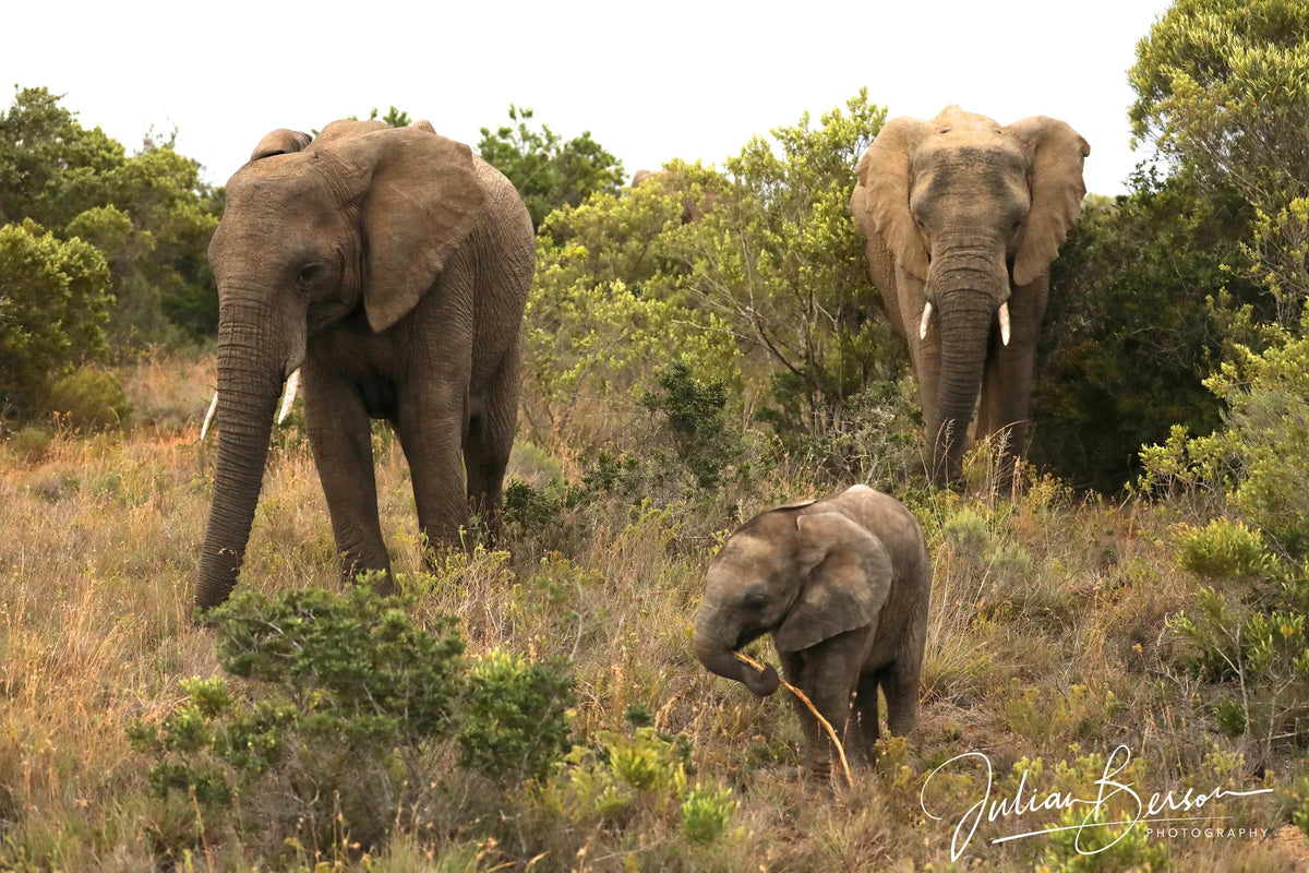 Founders Lodge by Mantis at Founders Lodge by Mantis, Amakhala Game Reserve, South Africa.