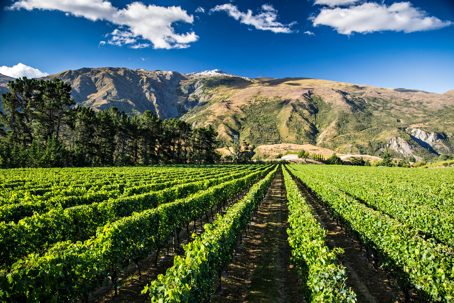 Coal Pit Vineyard
