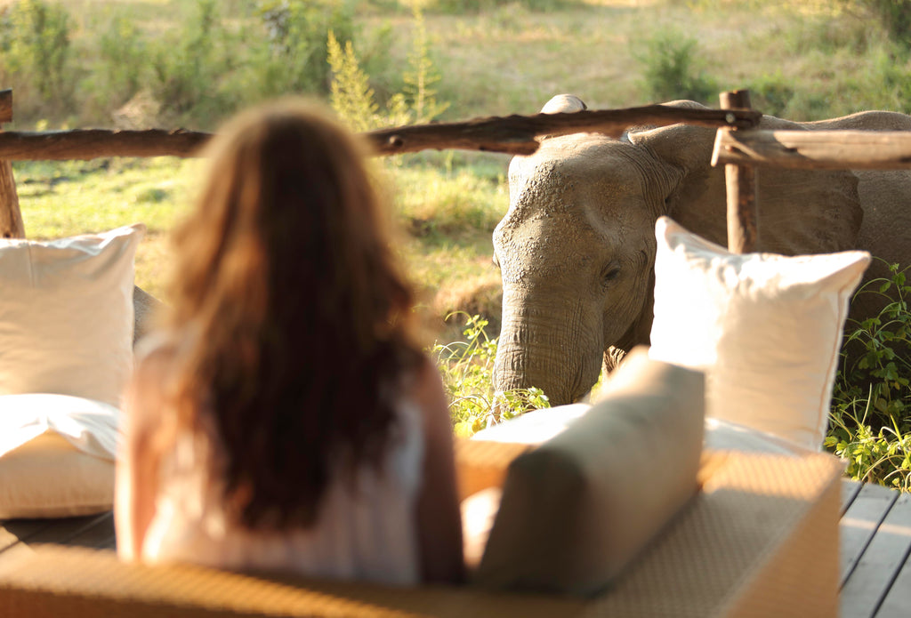 Elephant at the Treehouse