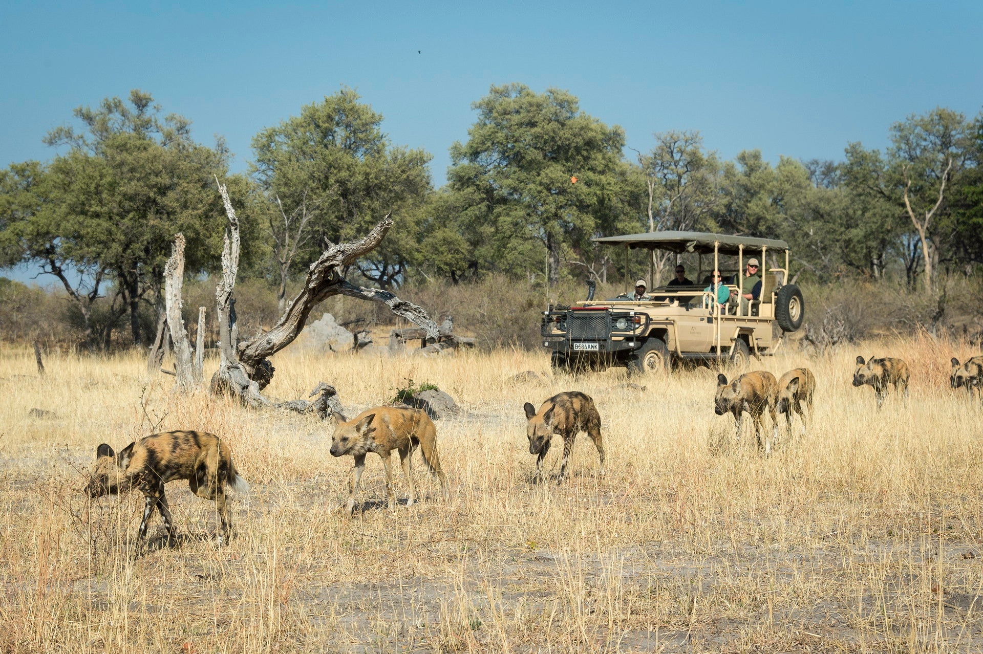 Wilderness Linyanti Tented Camp