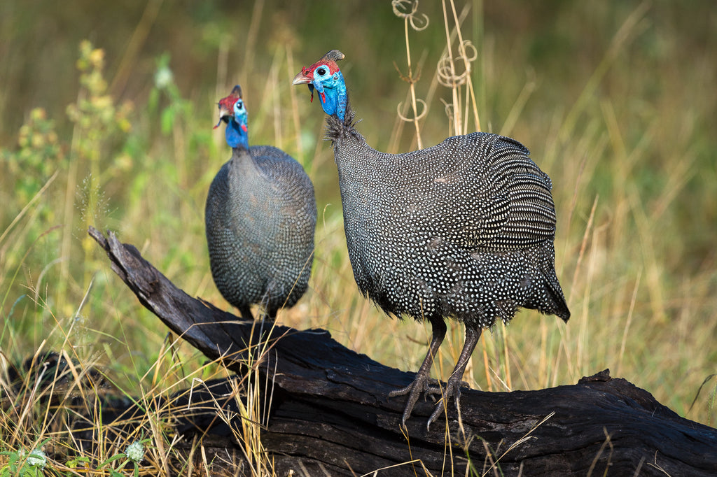 Wilderness Linyanti Tented Camp