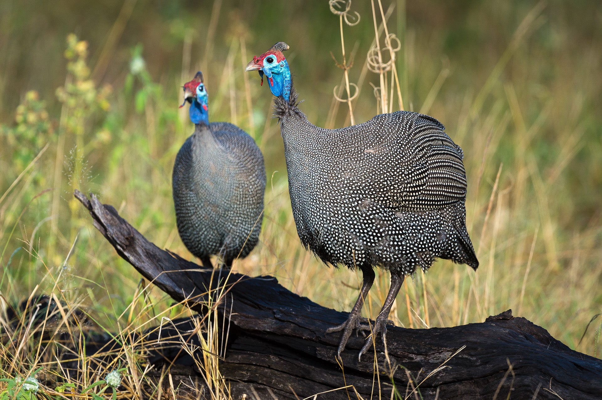 Wilderness Linyanti Tented Camp